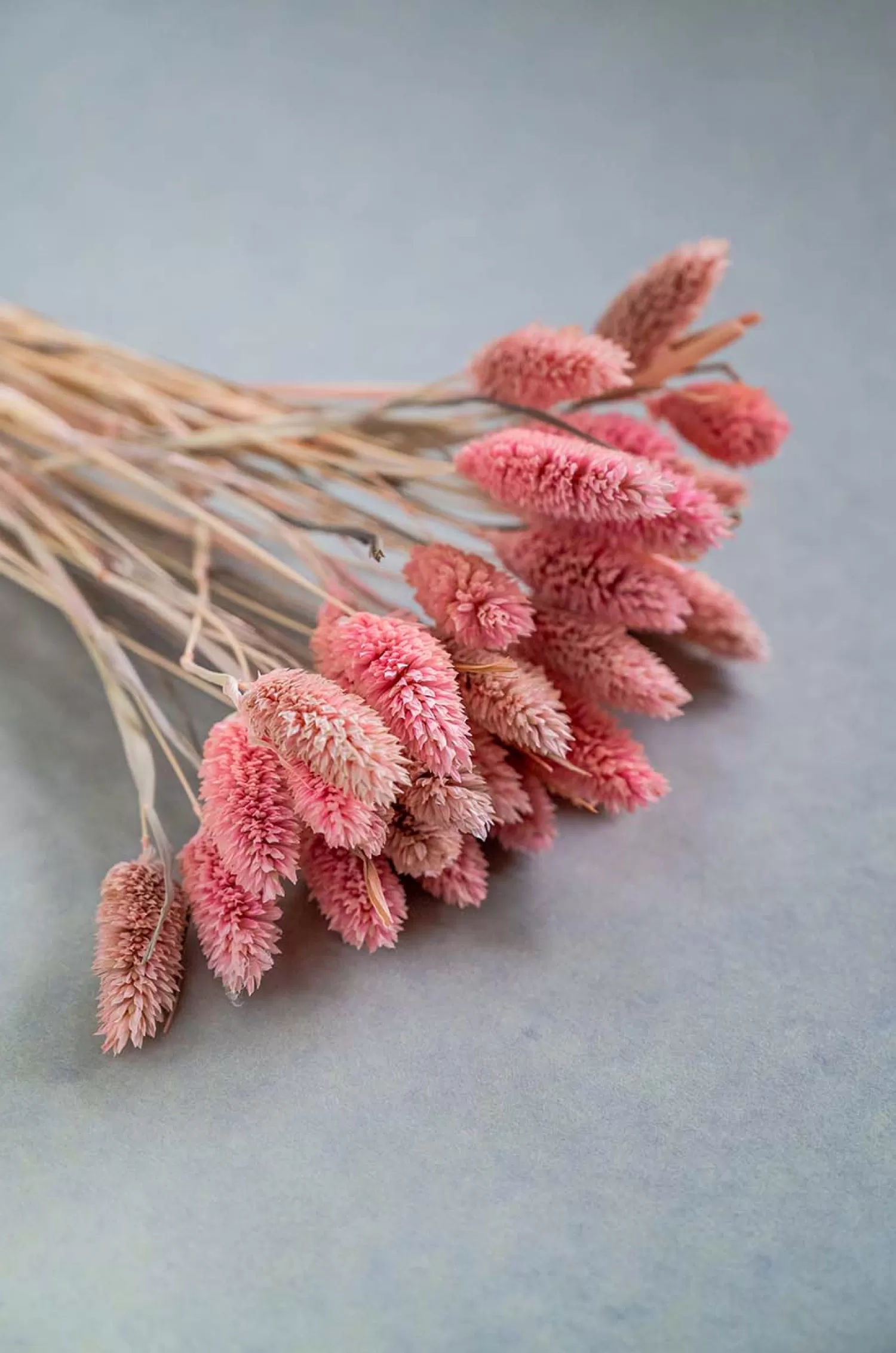 Nature's Mania Dried Flowers^Harvest Natural Dried Flowers Bouquet - 50Cm