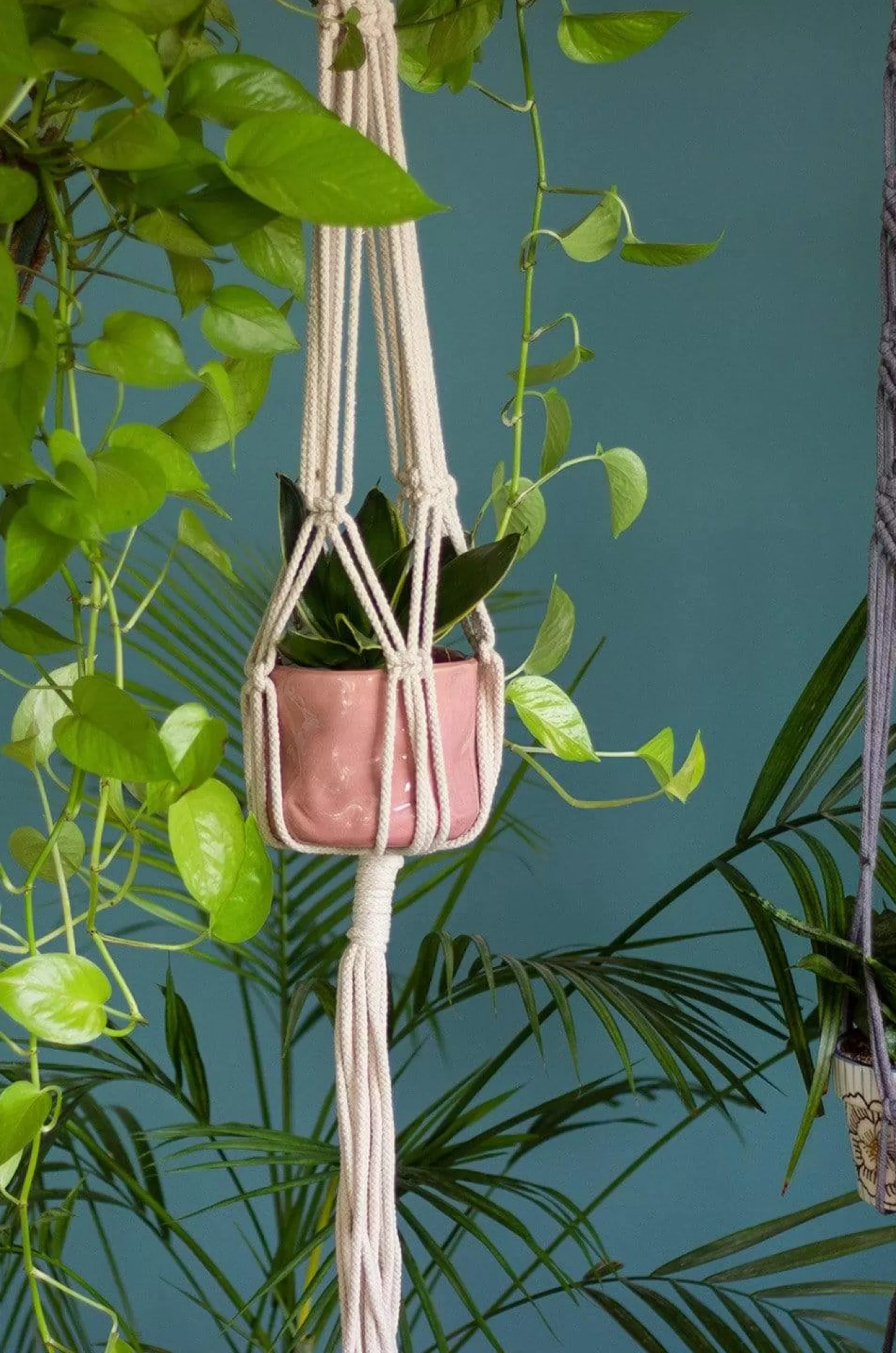 * Vases & Planters^Knotted Planter Hanging